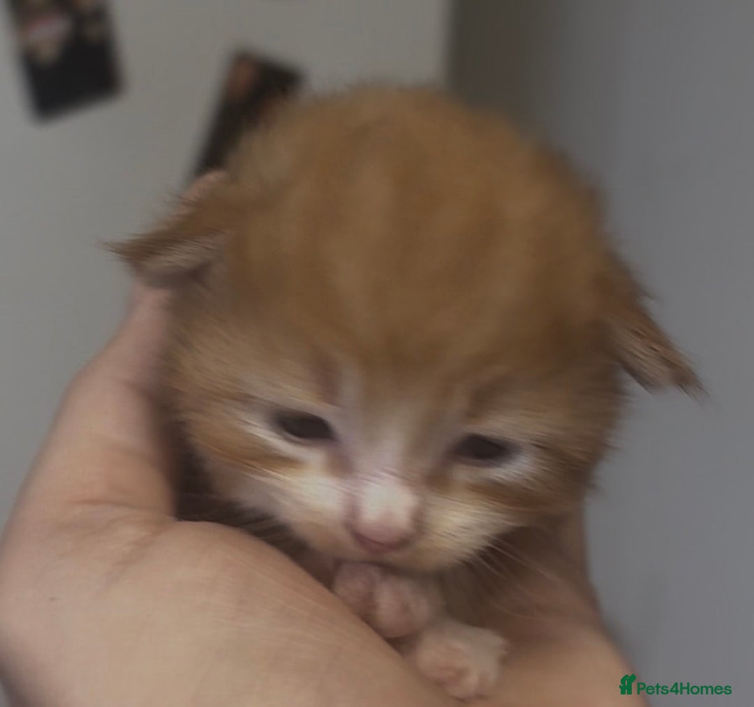 Mixed Breed cats for sale: Beautiful Kittens For Sale  - Advert 1