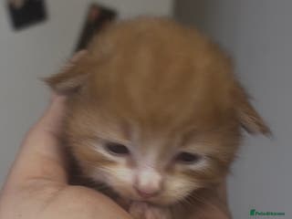 Mixed Breed cats Beautiful Kittens For Sale - Advert 11
