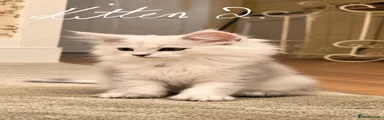 Maine Coon 2