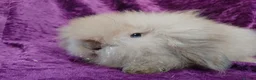 Mini Lion Lop rabbits for sale: Mini lion head lop  - Advert 19