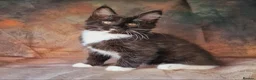 Maine Coon cats for sale: Beautiful TICA Registered Maine Coon Kittens - Advert 4