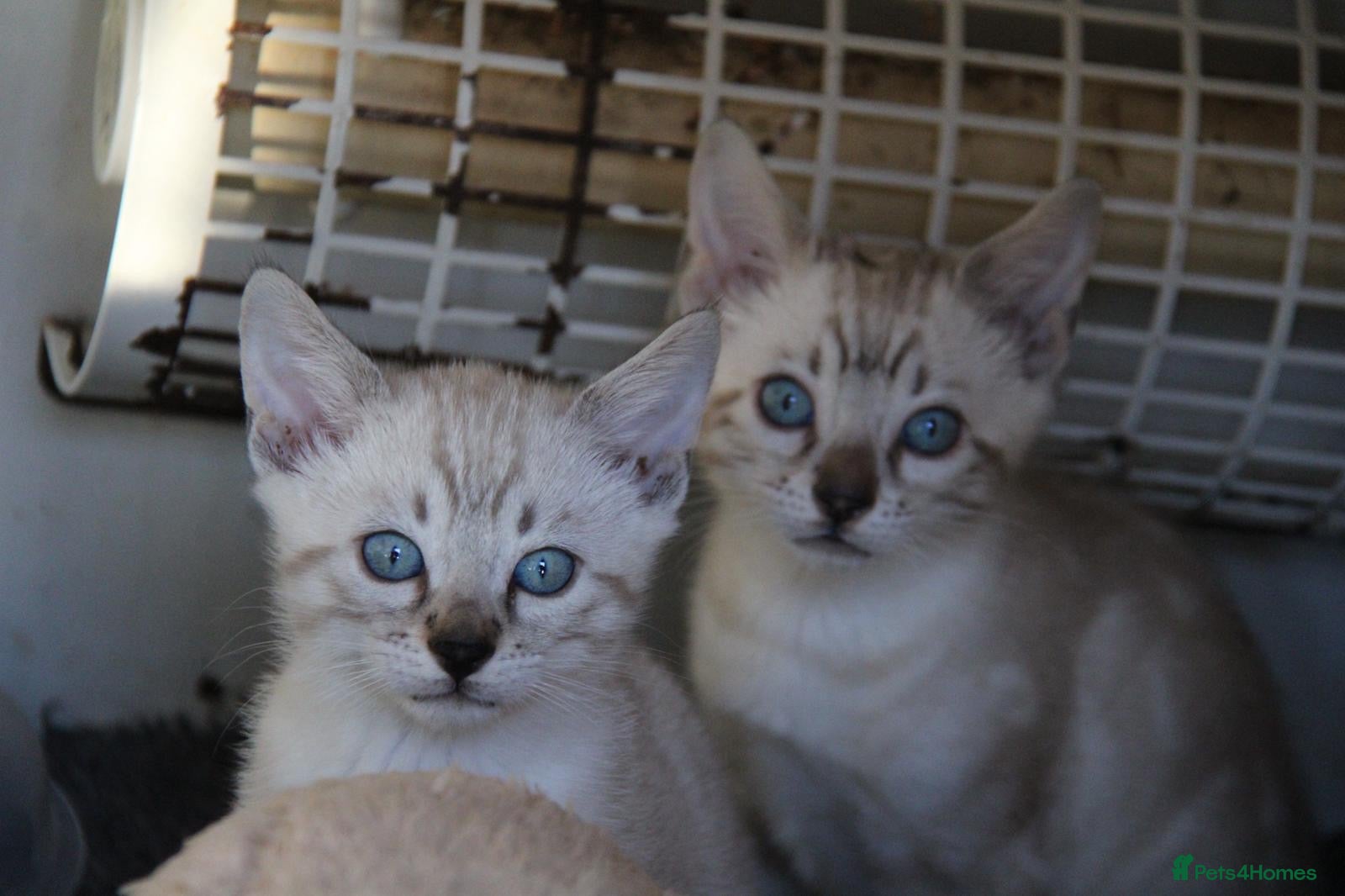 Bengal cats Bubbling Bengal Kittens For Sale - Advert 1