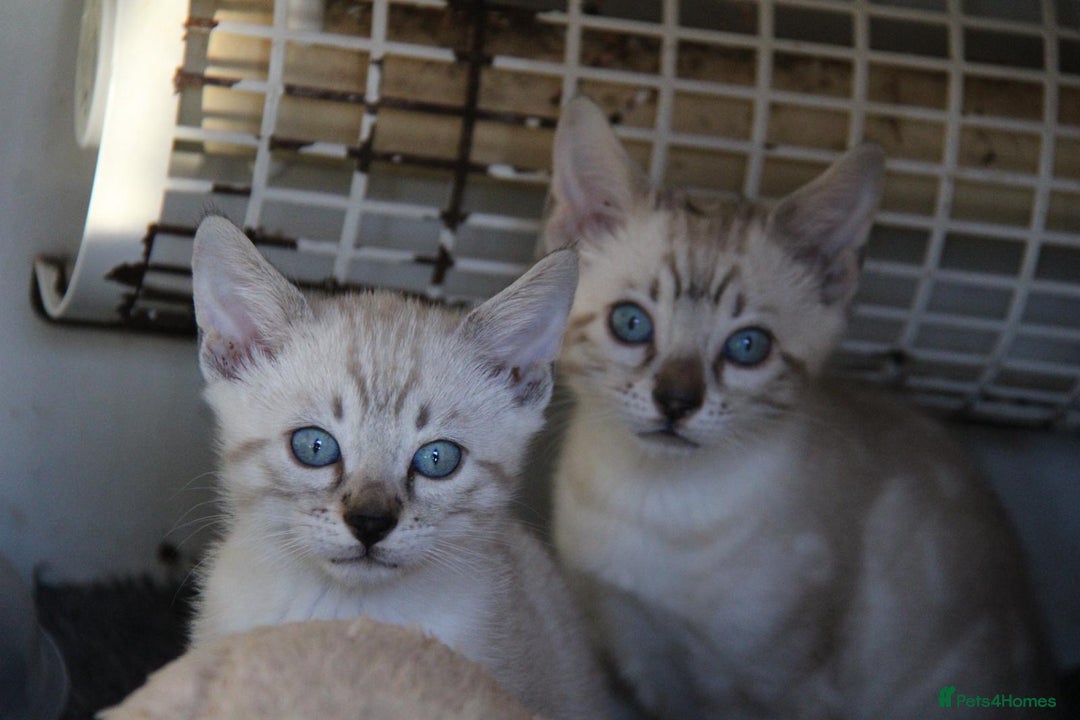 Bengal cats for sale: Bubbling Bengal Kittens For Sale - Advert 3