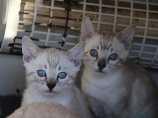 Bengal cats Bubbling Bengal Kittens For Sale - Advert 9
