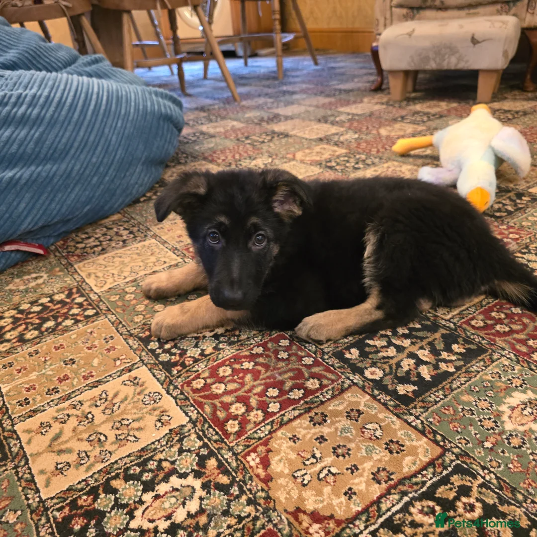 German Shepherd dogs for sale: 2 Beautiful GS females 💚💗 ready to go! - Advert 8