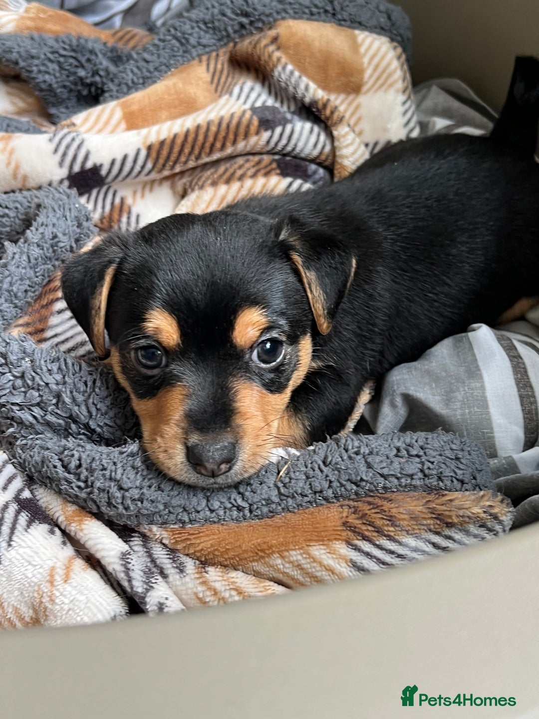 Jack Russell dogs for sale: Miniature Jack Russell  - Image 17