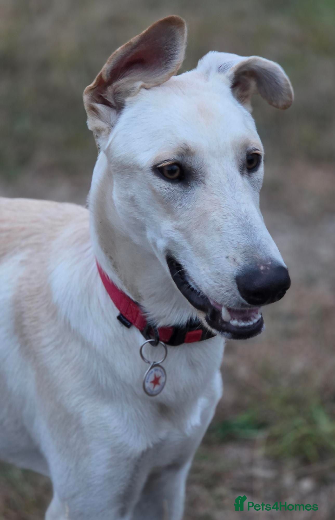Lurcher dogs AA Beautiful Boy With So Much Potential ❤️ - Advert 1