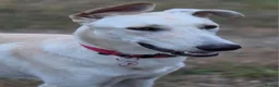 Lurcher dogs for adoption: AA Beautiful Boy With So Much Potential ❤️ in Stroud - Advert 1