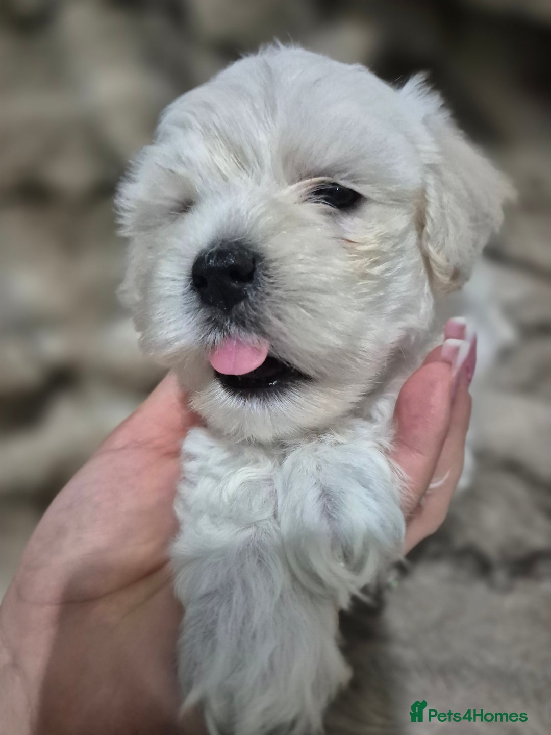 Maltese dogs for sale: K1 Beautiful Maltese puppies  - Advert 11