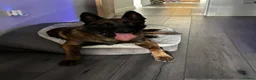 Belgian Shepherd Dog dogs for sale: DARK KC REG BELGIAN MALINOIS PUPPIES - Advert 21