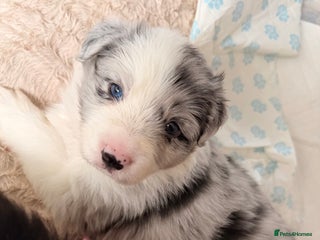 Border Collie dogs Stunning puppies from international champion line. - Advert 1