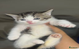 British Shorthair cats for sale: British shorthair kittens  - Image 2