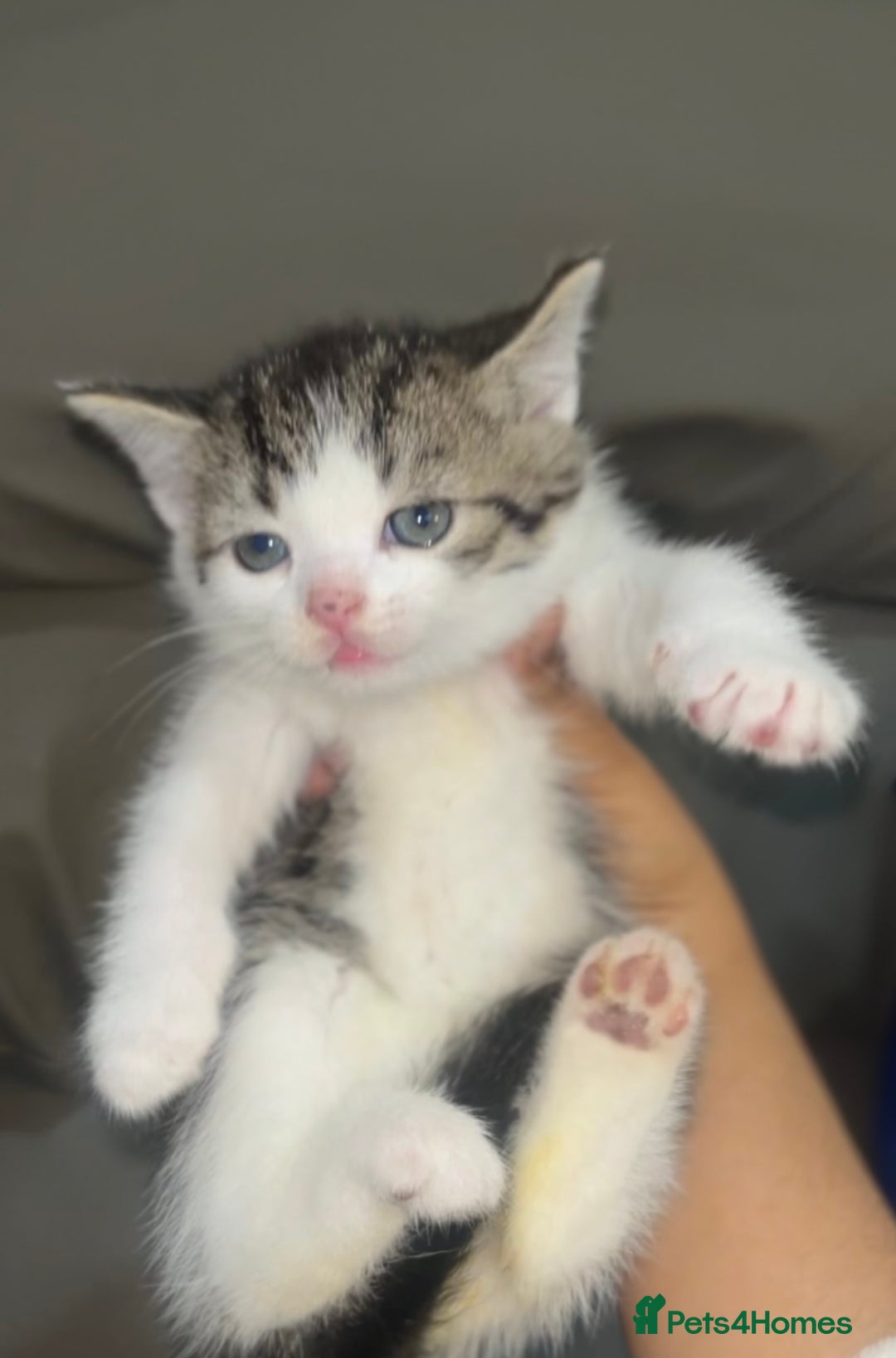 British Shorthair cats for sale: British shorthair kittens  - Image 2