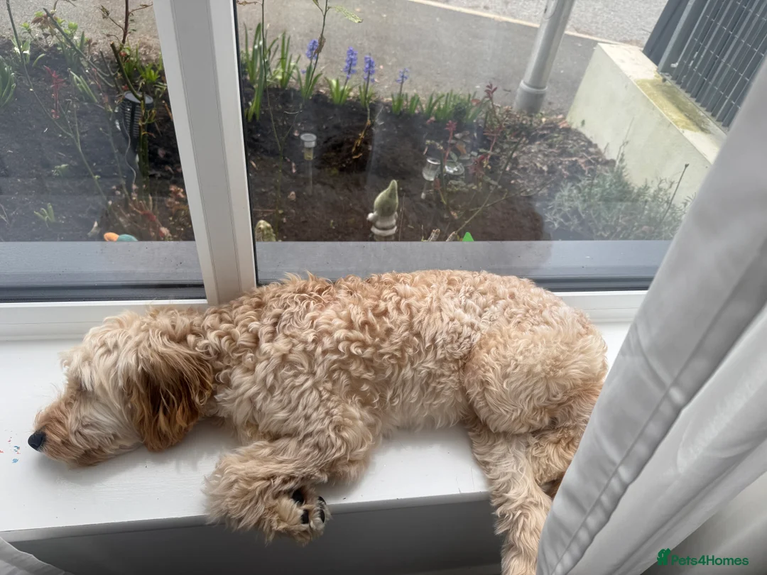 Cockapoo dogs for sale: Teddy in Exeter - Advert 9