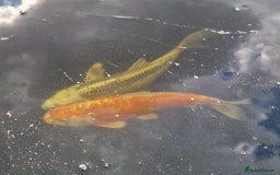 Pond Fish fish for sale: Pond closure - Image 4