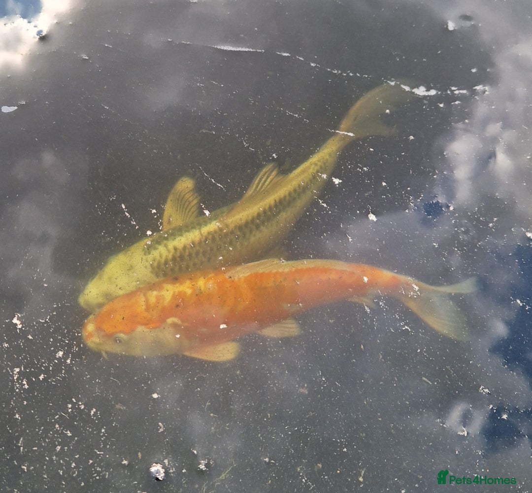 Pond Fish fish for sale: Pond closure - Image 4