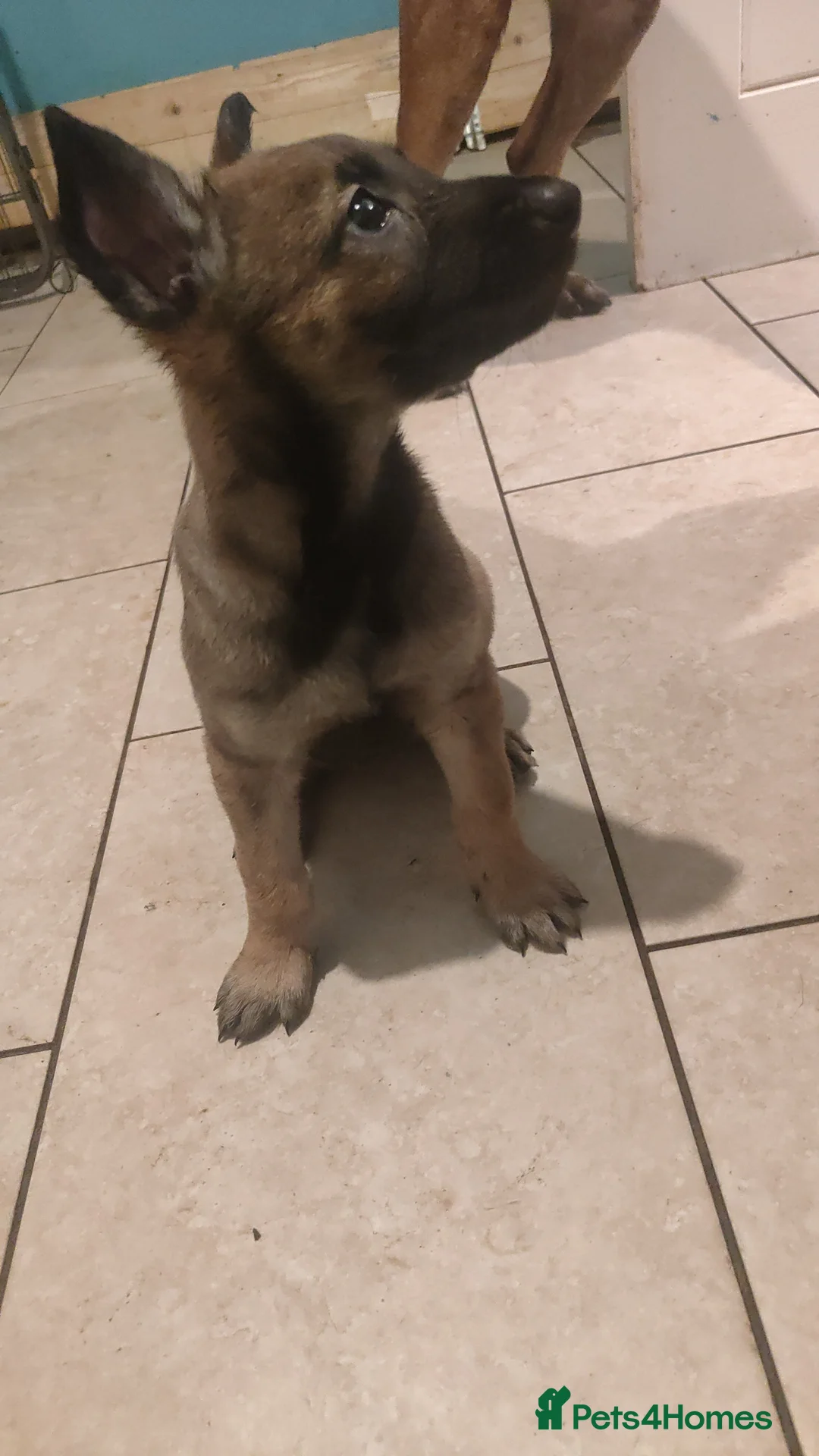 Belgian Shepherd Dog dogs for sale: Belgium malinois puppies  - Advert 17