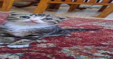 Scottish Fold cats - Advert 15