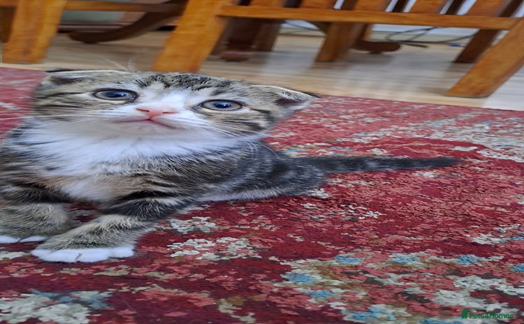 Scottish Fold cats - Advert 15