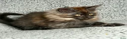 Maine Coon cats for sale: GCCF Maine Coon Kittens.  - Advert 11