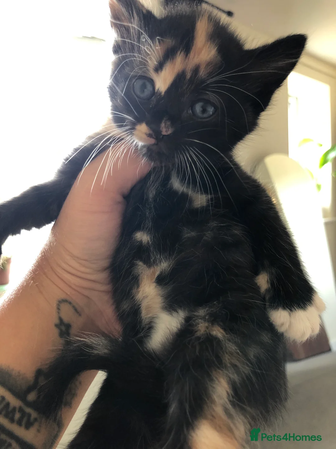 Mixed Breed cats for sale: 3 calico kittens in Wrexham - Advert 2