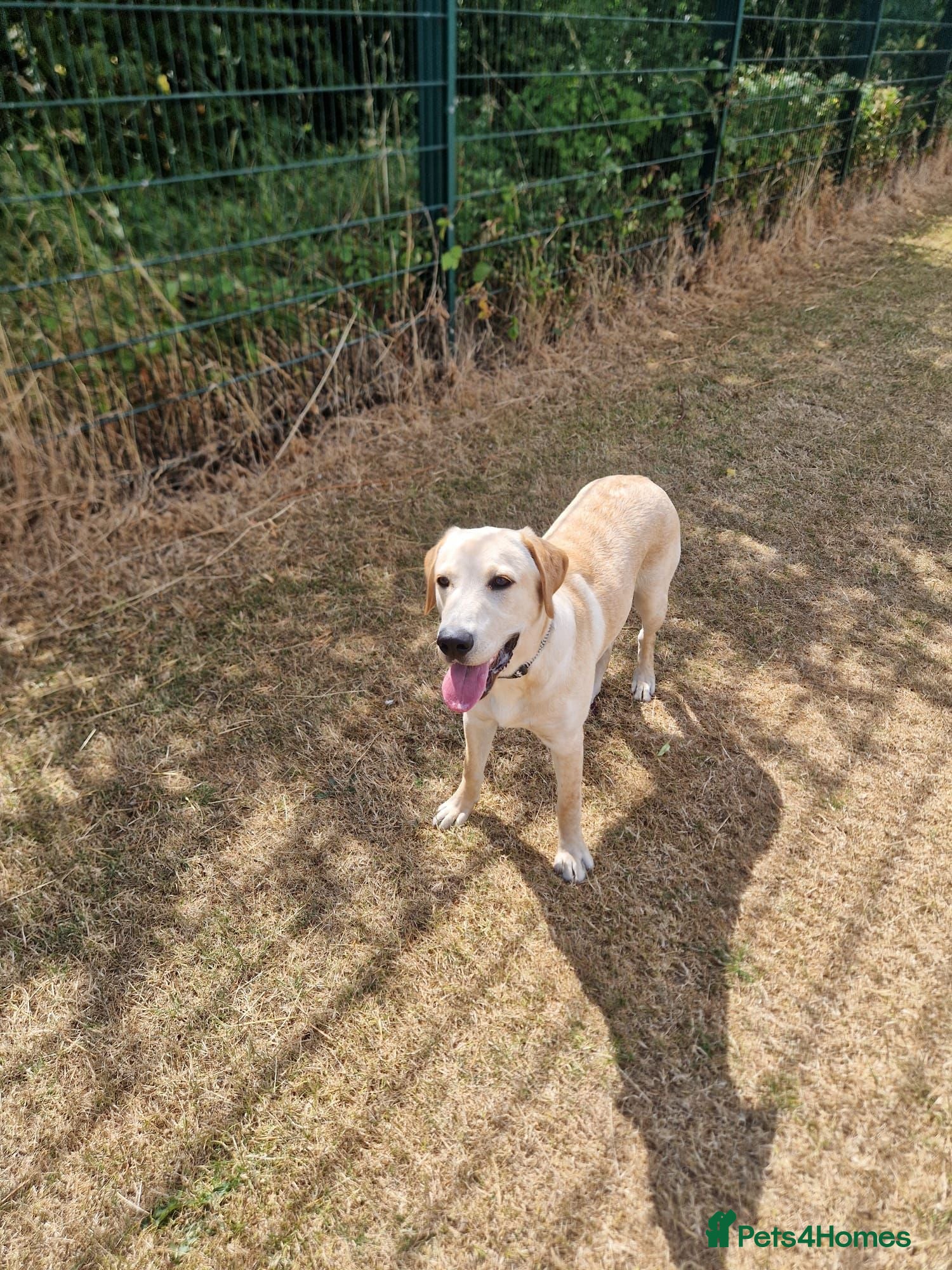 Labrador Retriever dogs Labrador retriever  - Advert 8