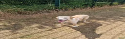 Labrador Retriever dogs for sale: Labrador retriever  - Advert 1