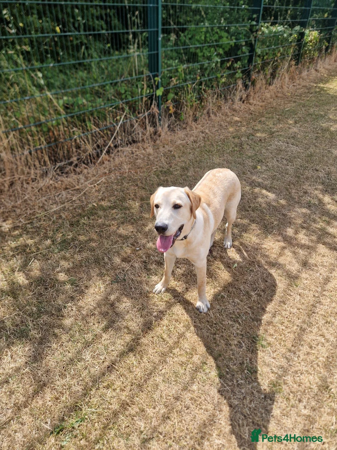 Labrador Retriever dogs for sale: Labrador retriever  - Advert 1