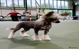 Chinese Crested dogs for sale: Beautiful Hairless Pup available. in Mitcheldean - Image 3