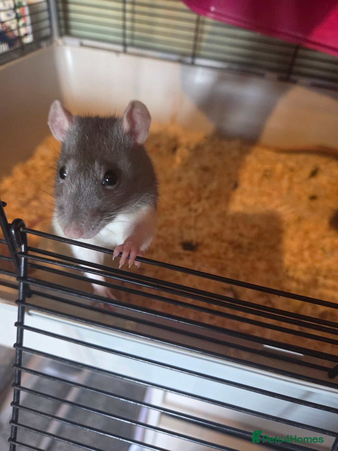 Rat rodents for sale: 2 female rats - Image 2
