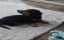 Miniature Dachshund dogs for sale: READY NOW BLACK & CREAM KC REG MINI L HAIRED DAXIS - Image 15