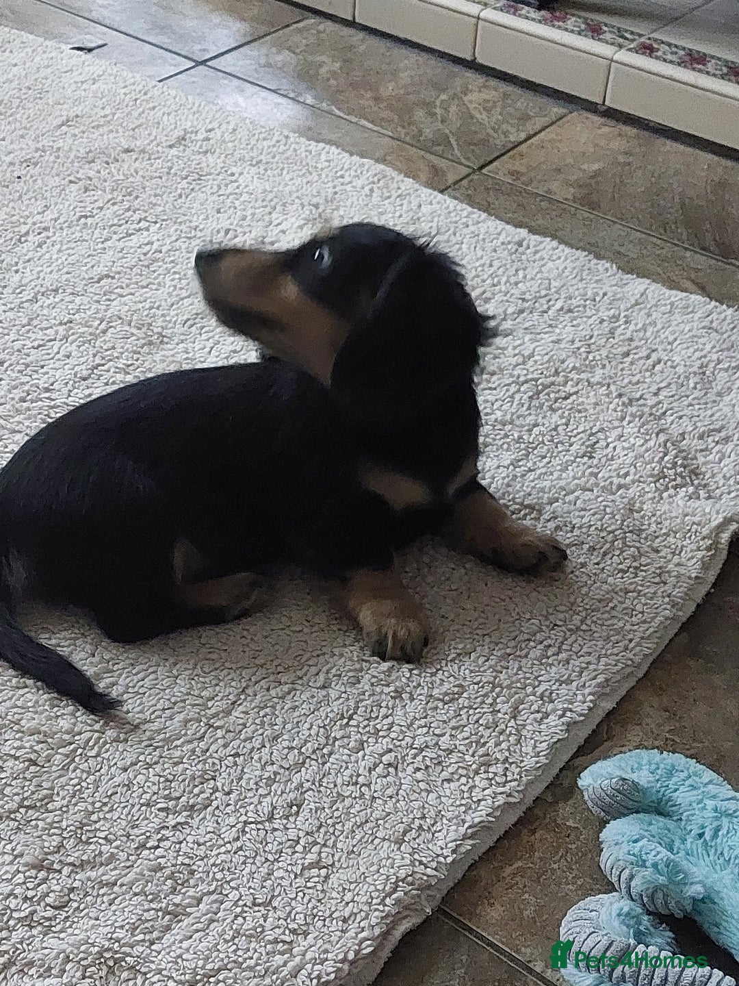 Miniature Dachshund dogs for sale: READY NOW BLACK & CREAM KC REG MINI L HAIRED DAXIS - Image 15