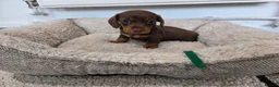 Miniature Dachshund dogs for sale: Ready to Leave! Miniature Dachshund Puppies - Advert 14