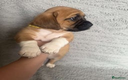 Puggle dogs for sale:  Puggle’s For Sale 🐶  - Image 4