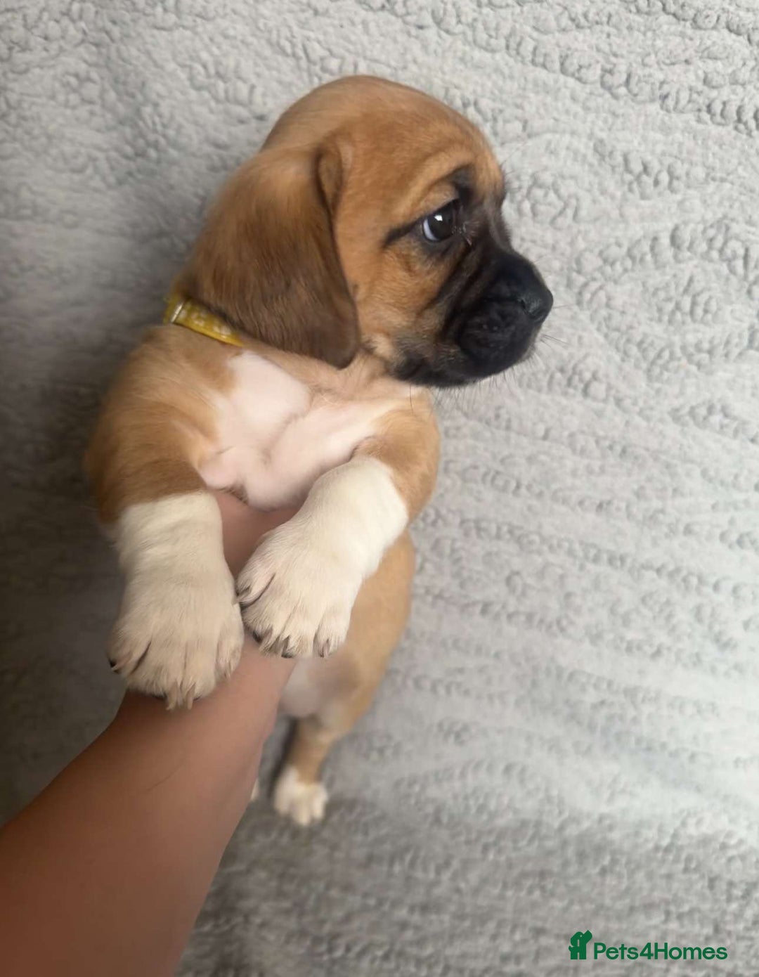 Puggle dogs for sale:  Puggle’s For Sale 🐶  - Image 4