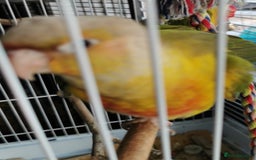 Conures birds for sale: 3 baby conures for sale - Image 4