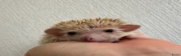 Pygmy Hedgehog rodents for sale: Baby Pygmy hedgehogs for sale  - Advert 1