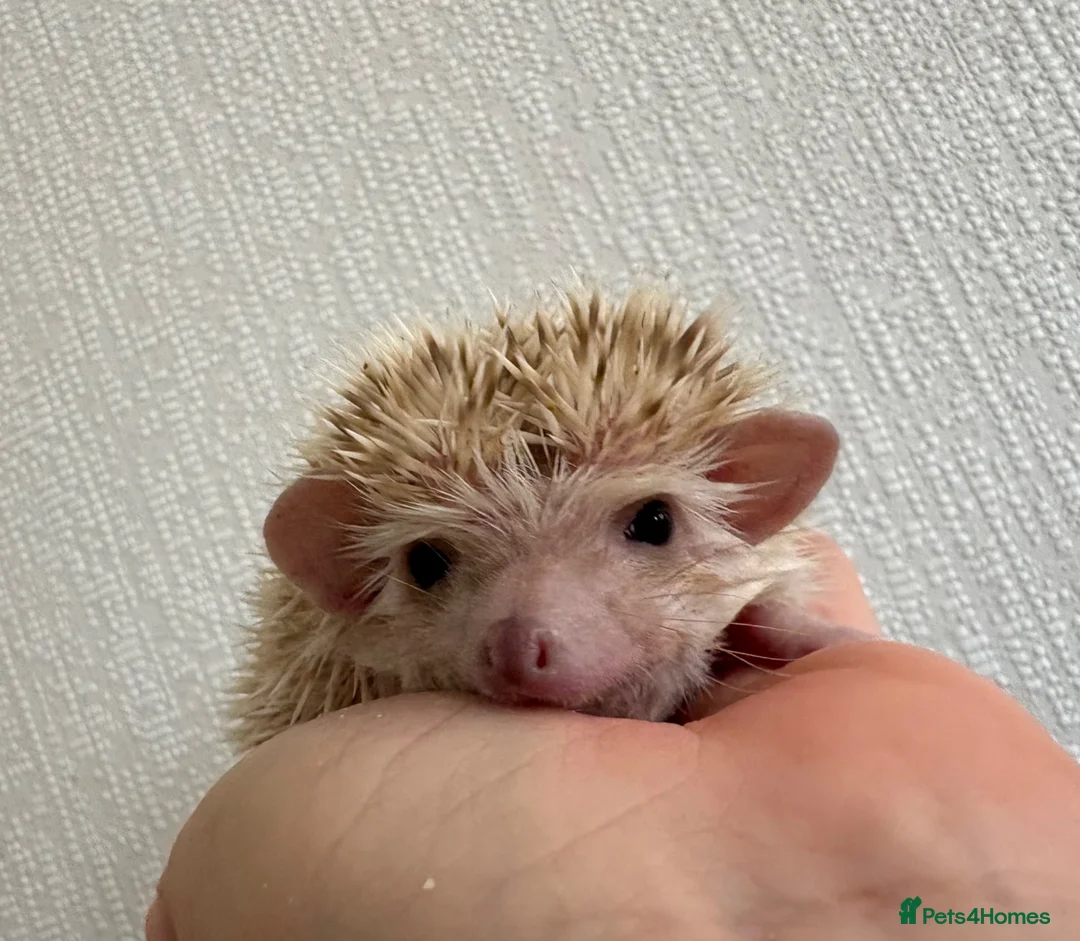 Pygmy Hedgehog rodents for sale: Baby Pygmy hedgehogs for sale  - Advert 1