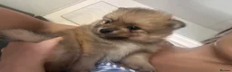 Pomeranian dogs for sale: Fluffy Pomeranian puppies 💖 - Advert 5