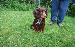Cocker Spaniel dogs for sale: Cocker Spaniel Puppies - Image 24