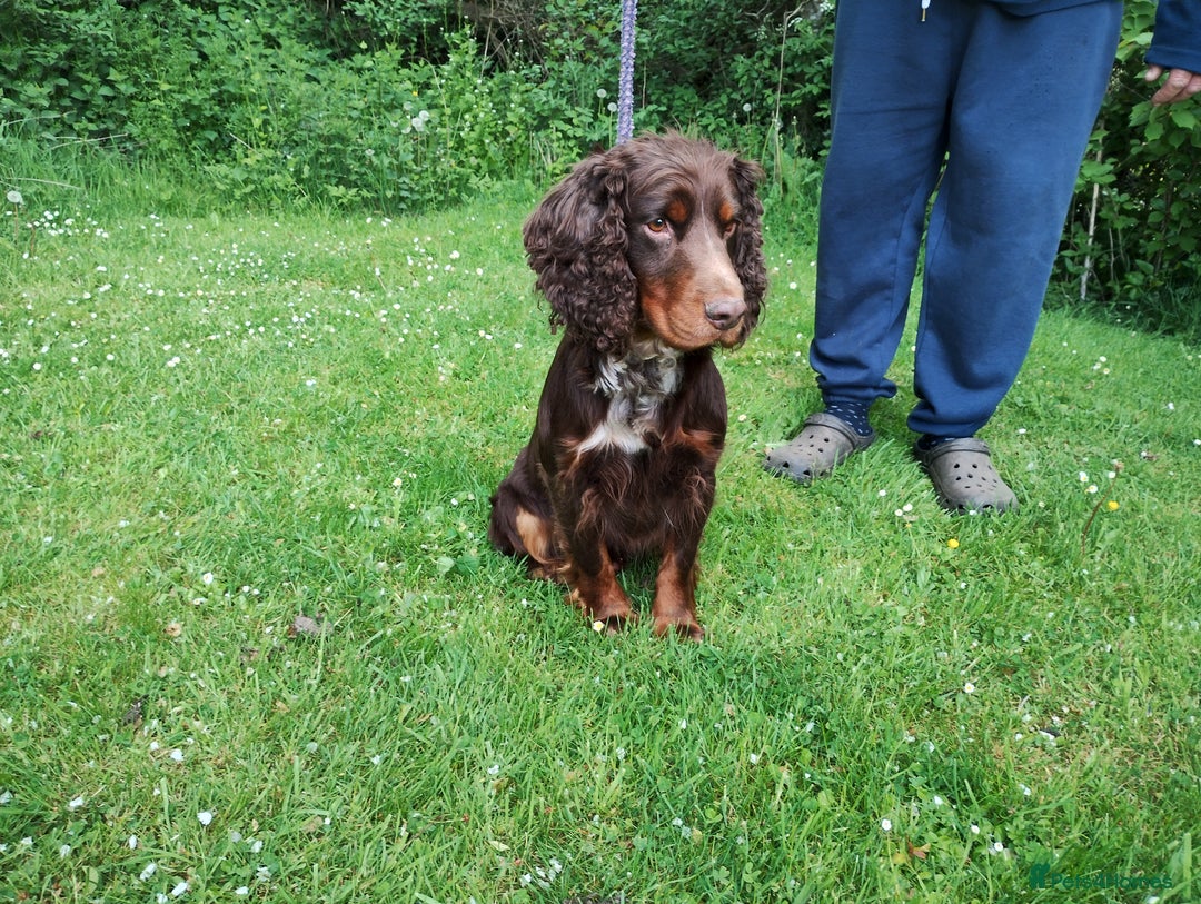 Cocker Spaniel dogs for sale: Cocker Spaniel Puppies - Image 24