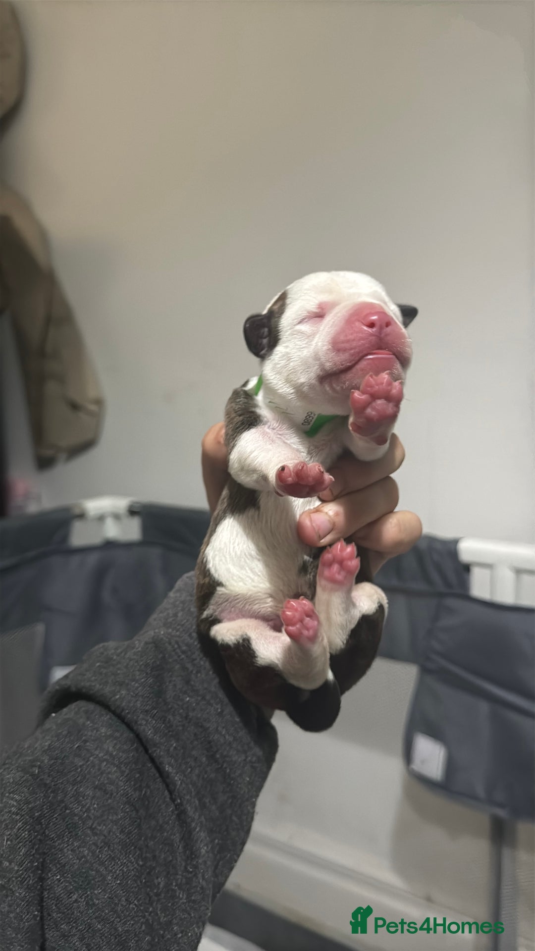 Mixed Breed dogs for sale: American bulldog cross Staffy pups - Image 17