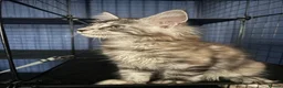 Maine Coon cats for sale: Beauty Maine coon girl ready now  - Advert 2