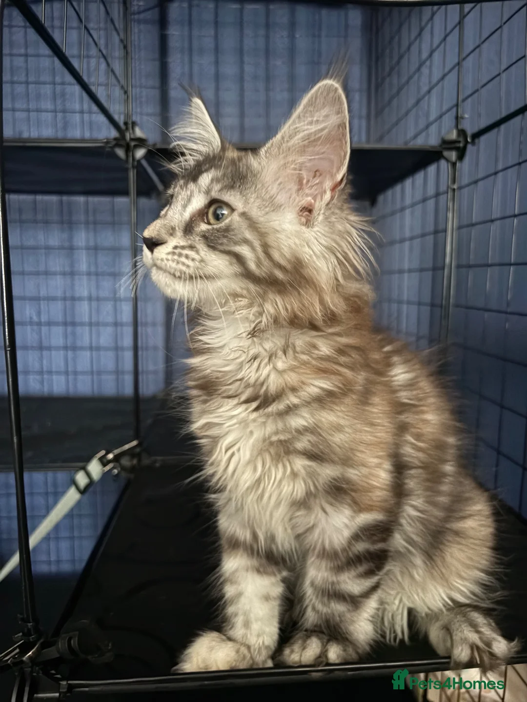 Maine Coon cats for sale: Beauty Maine coon girl ready now  - Advert 2