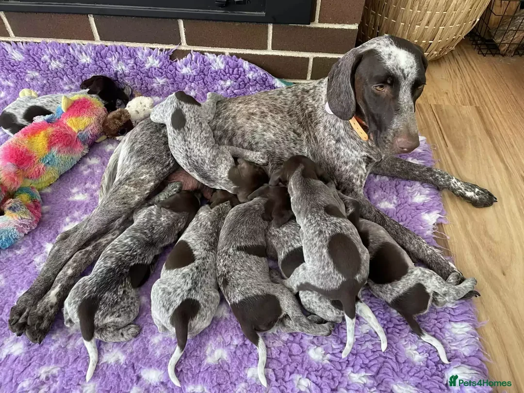 German Shorthaired Pointer dogs for sale: Excellent Hunting Instincts-Smart Energetic GSP  in Penzance - Advert 20