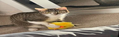 Fin 