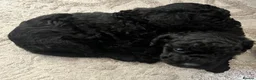 Toy Poodle dogs for sale: Gorgeous Black Toy Poodle Puppies in South Ockendon - Advert 3