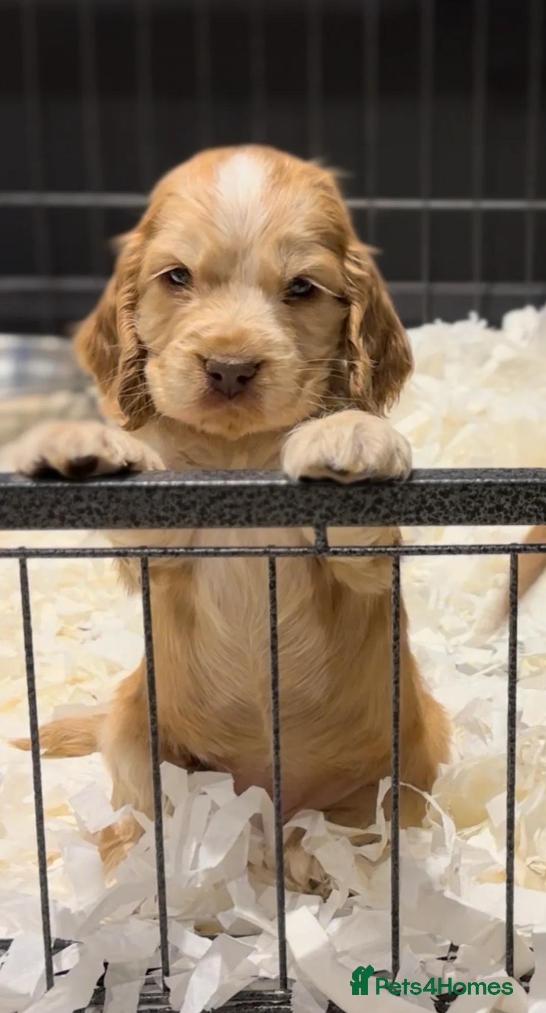 Cocker Spaniel dogs for sale: Sable Show Cocker Spaniels  - Advert 6