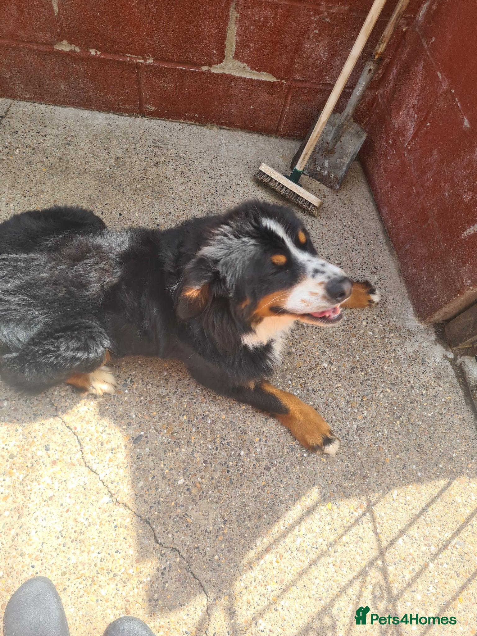 Bernese Mountain Dog dogs for sale: Bernese Mountain Dog  in Nottingham - Advert 4