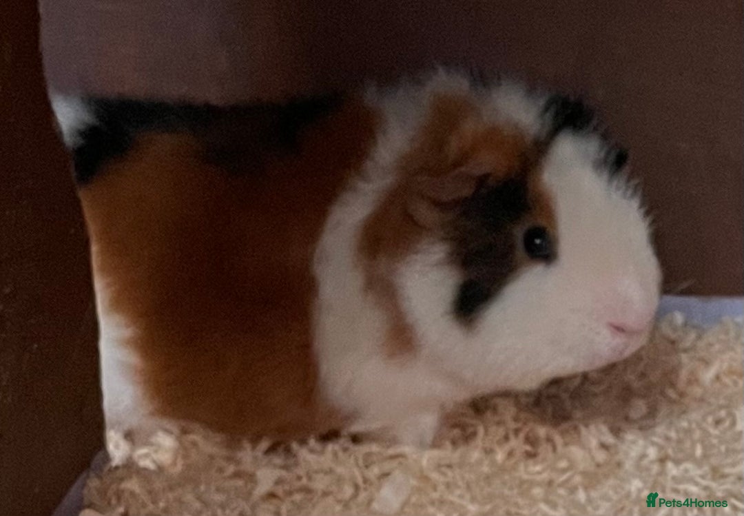 Guinea Pig rodents for sale: 2 bonded male guinea pigs - Advert 9